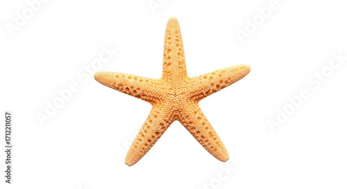 Fotografie Isolated orange starfish with five arms, a sea creature found on the beach, summ