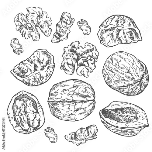 Walnut set. Hand drawn sketch. Graphic illustration. Black and white collection isolated elements