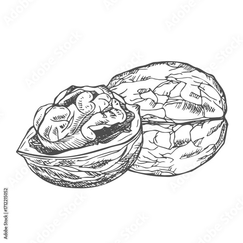 Hand drawn Walnuts ink Sketch Illustration isolated on white background