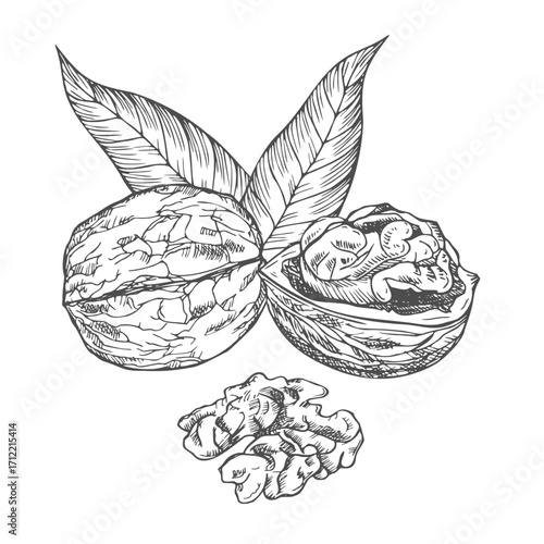 Hand drawn Walnuts ink Sketch Illustration isolated on white background