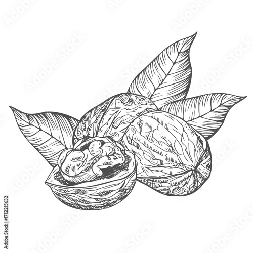 Hand drawn Walnuts ink Sketch Illustration isolated on white background