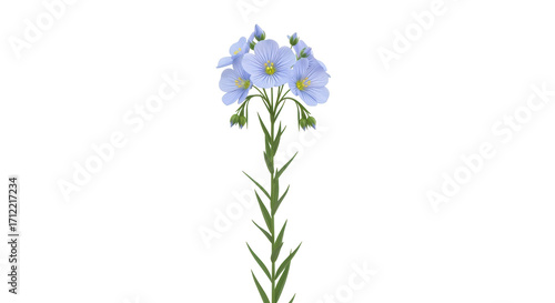 Tableau sur toile Isolated Flax flower