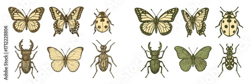 Diverse entomological specimens featuring beautiful butterflies and various types of beetles, arranged for scientific study and display