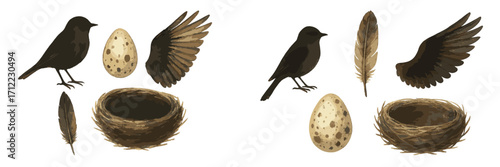 Collection of natural bird elements including a black bird, speckled egg, woven nest, and individual feather and wing