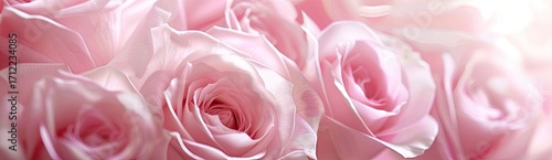 Wallpaper Mural light pink roses banner, soft focus romantic style, pastel color palette, dreamy and ethereal feel, close-up of rose petals, subtle shadows for depth, delicate lighting Torontodigital.ca