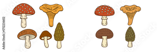 Diverse set of wild forest mushrooms featuring chanterelle, morel, fly agaric, and other fungi species
