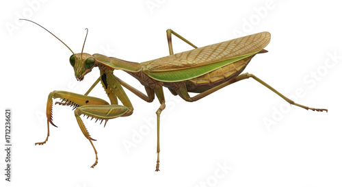 Isolated Praying Mantis insect in a predatory stance, hunting, macro, insect, closeup, detailed