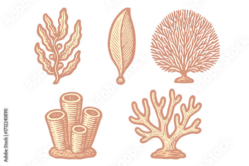 Set of vintage style marine life elements featuring various coral and seaweed forms for underwater themes and ocean designs