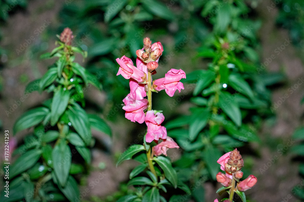 Fototapeta premium Pink flowers in the flowerbed at night