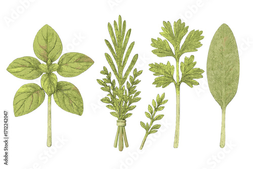 Aromatic culinary herbs collection with fresh basil, rosemary, parsley, and sage for cooking, seasoning, and healthy eating