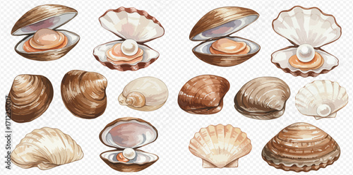 A beautiful collection of watercolor illustrations featuring various seashells, including open clams and scallops with pearls inside.