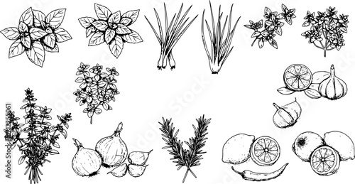 Elegant culinary sketch showcasing an array of fresh herbs and essential kitchen ingredients
