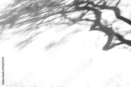 shadow overlay effects of realistic abstract scary tree shadow on wall background,Summer sunlight and shadow overlay effect,shadow for halloween background
