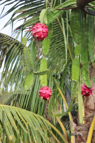 Ripe Dragon Fruits Hanging on the Plant