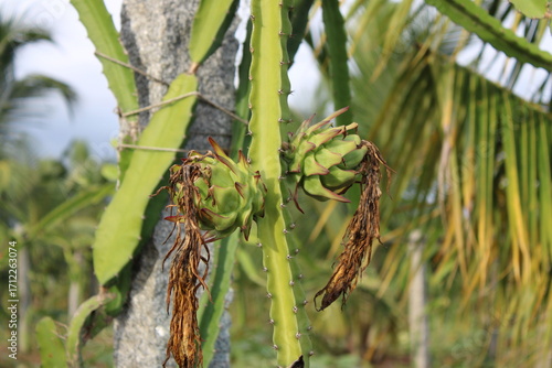 Unripe Dragon Fruits Hanging on the Plant