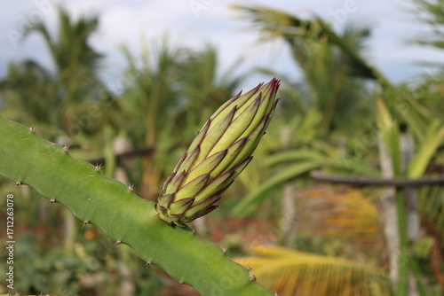 Dragon Fruit Flower on the Plant