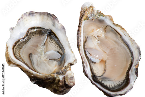 Fresh Oysters in Shell Isolated