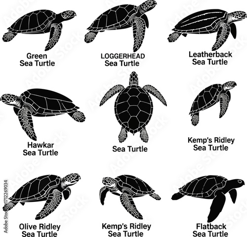 Isolated a kinds of deferent Sea turtle icon. Vector illustration isolated silhouette vector art with white background.