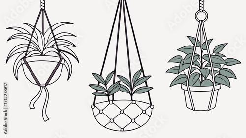 Three Hanging Plants in Macrame Planters Home Decor Botanical Illustration.