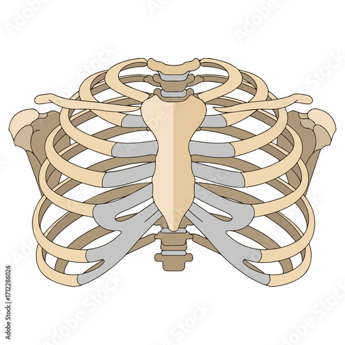 Human Rib Cage Anatomy Illustration Depicting Skeletal Structure.
