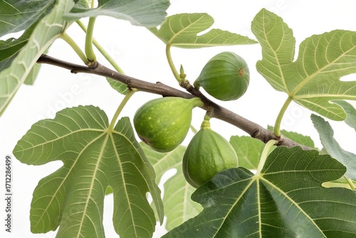 Unripe green figs growing on a branch with large green leaves fruit