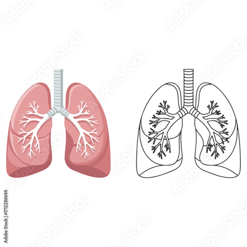 Human Lungs Anatomy Illustration - Detailed Medical Diagram.