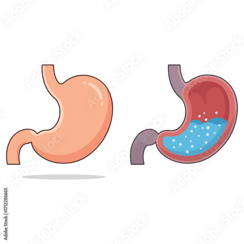 Human Stomach Anatomy Illustration Showing Digestive System.