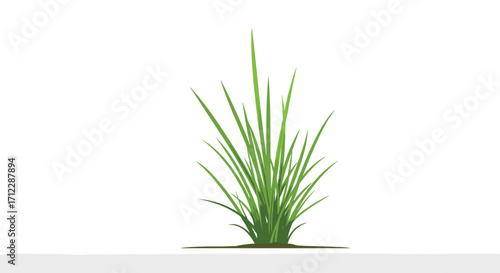 A single green grass clump growing against a white background.