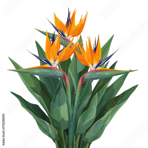 Elegant depiction of Birds of Paradise flowers with vibrant orange and green hues against isolated