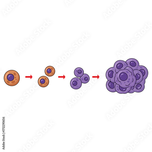 Cell division process - stages of cell growth and multiplication.