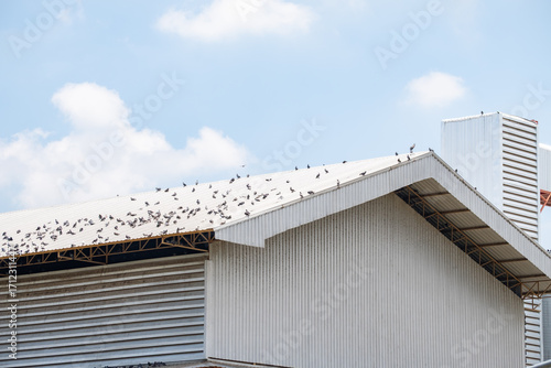Wallpaper Mural Large group of pigeons perched on a metal roof under clear blue sky, house's problem, wildlife, freedom, nature, community, and outdoor city life. Torontodigital.ca