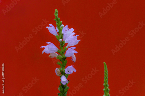 The blooming fake dragon head flowers are displayed on red, blue, and green backgrounds respectively