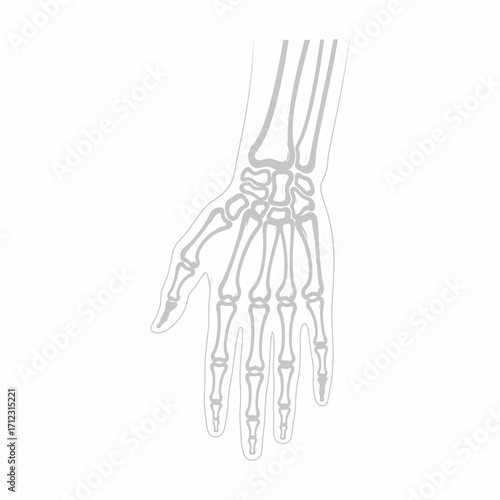 Human hand skeleton illustration human anatomy bones  World Radiography Day