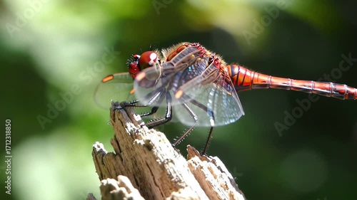 Vibrant Red Dragonfly Resting on a Wooden Stump.