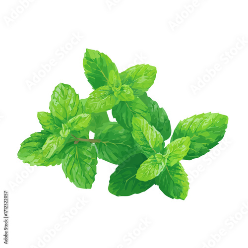 Minimal 2D flat vector of a Mint, icon-style illustration on a white background