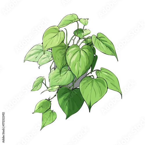 Flat 2D Heartleaf Philodendron vector illustration, icon graphic on white background