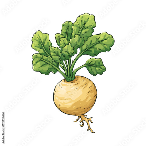 Turnip Root, 2D flat vector illustration in icon style, isolated on a white background