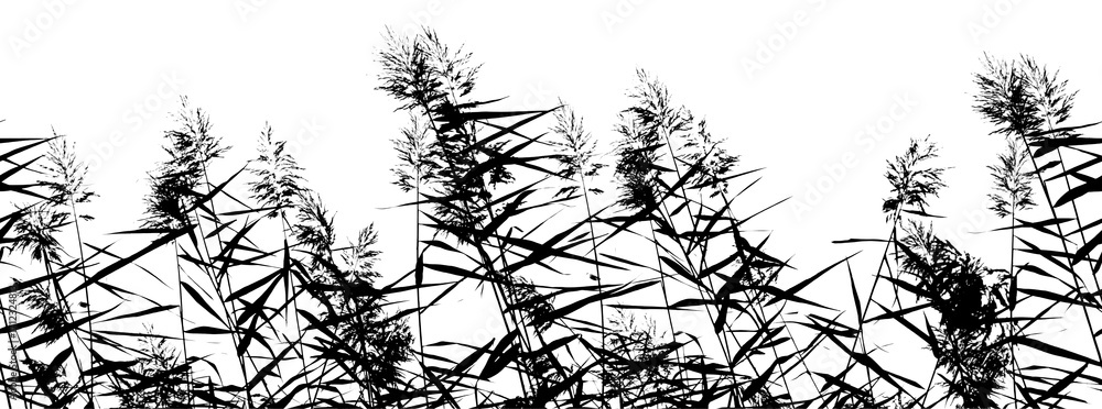 Fototapeta premium Seamless Black Silhouette Reeds Pattern on White Background. Black silhouettes of reeds and rushes on a clean white background, ideal for modern botanical-themed projects.Vector-style botanic graphic.