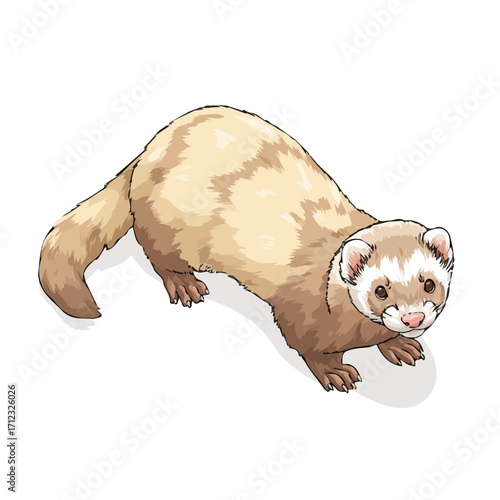 Ferret, 2D flat vector illustration in icon style, isolated on a white background