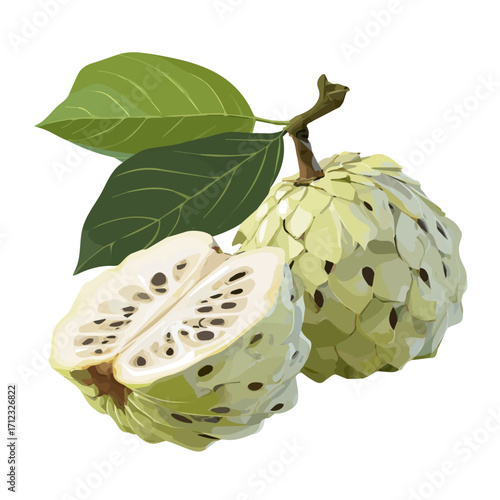 Minimal 2D flat vector of a Cherimoya, icon-style illustration on a white background