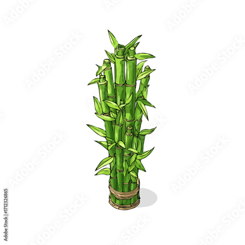 Flat 2D Lucky Bamboo vector illustration, icon graphic on white background