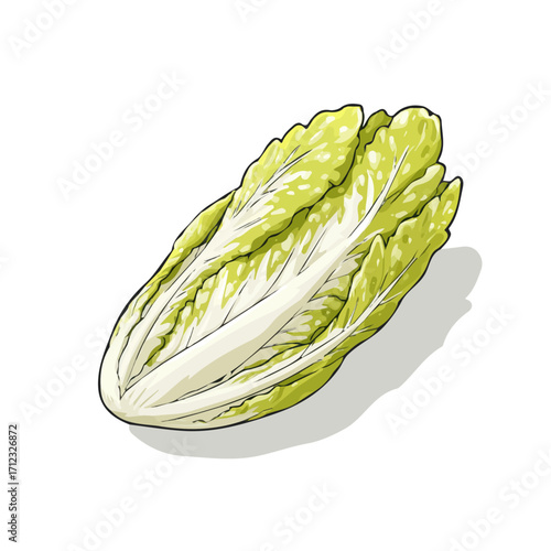 2D flat vector graphic of a Endive in icon style, isolated on white background