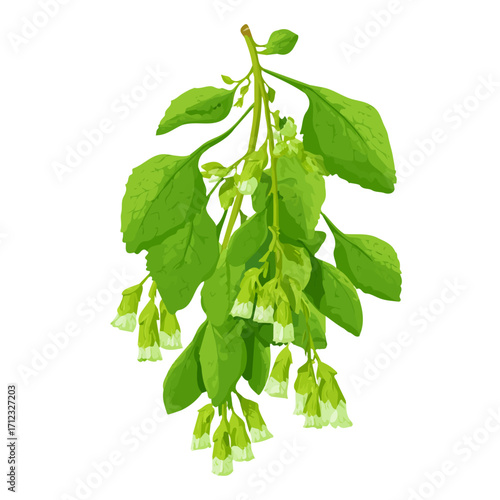 2D flat vector graphic of a Moluccella Bells Of Ireland in icon style, isolated on white background