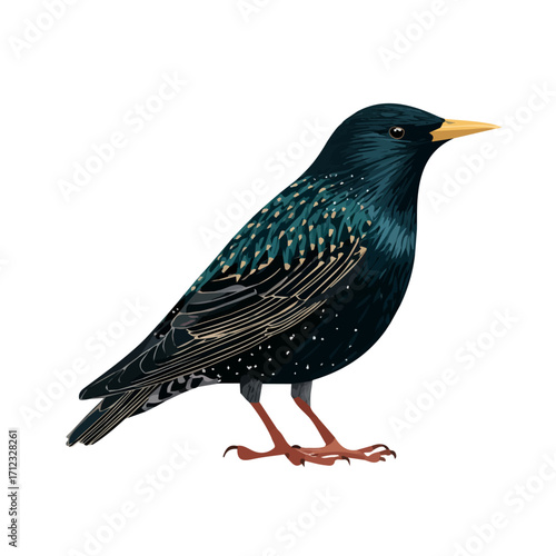 Flat 2D Starling vector illustration, icon graphic on white background