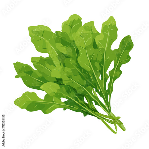 2D flat vector graphic of a Arugula Rocket in icon style, isolated on white background