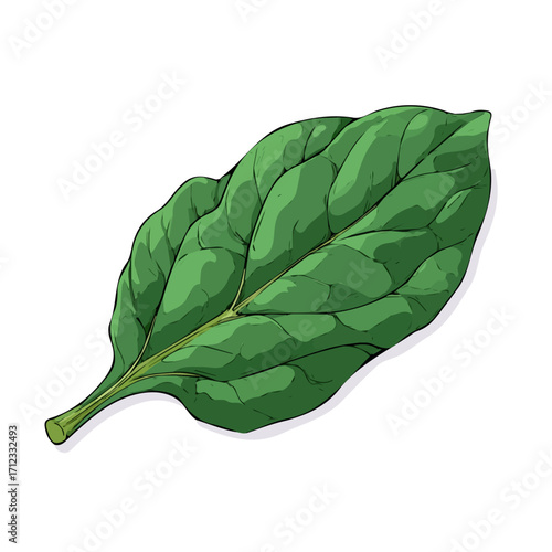 Flat 2D Spinach Leaf vector illustration, icon graphic on white background
