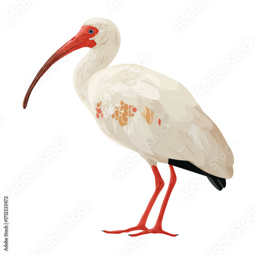 Ibis, 2D flat vector illustration in icon style, isolated on a white background