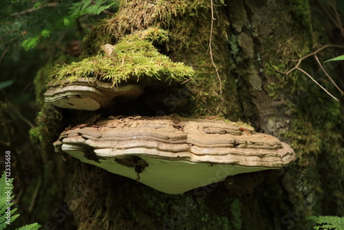 Moss covered tree trunk with polypore shelf fungi growth