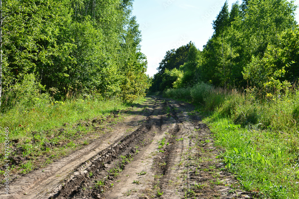 Obraz premium Dirt road winding through a lush green forest with tire tracks under the bright sun