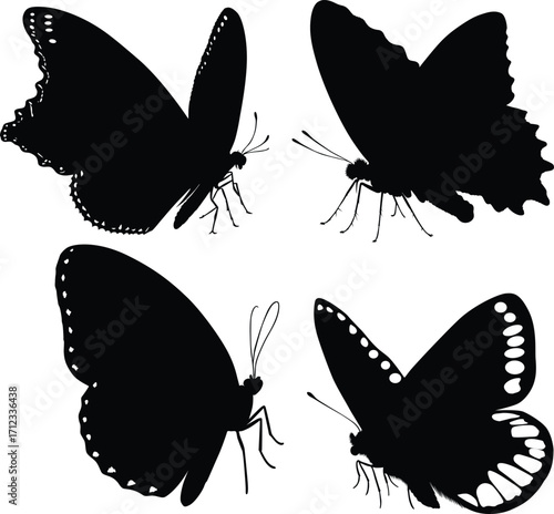 butterfly silhouette on whit background